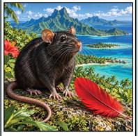 Of Red Feathers and Black Rats