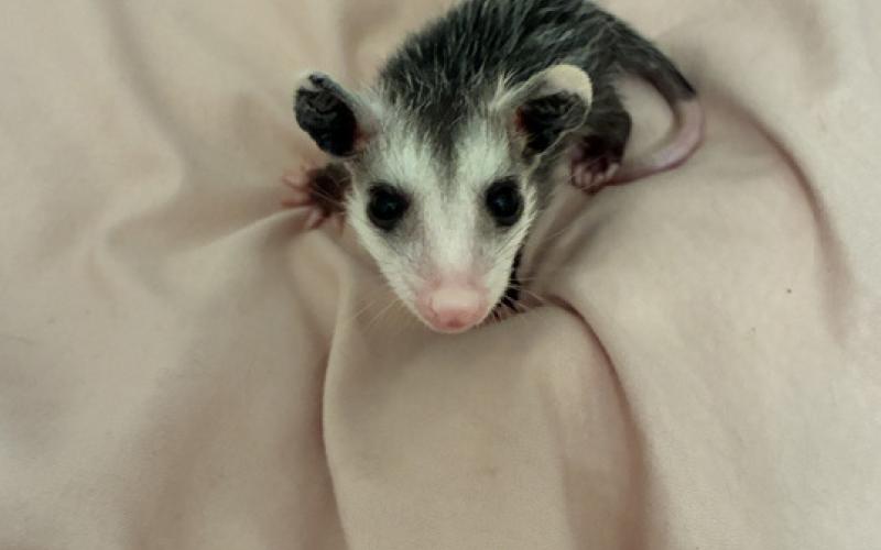 A Louisiana native baby opossum (Photo courtesy of “Kat”)