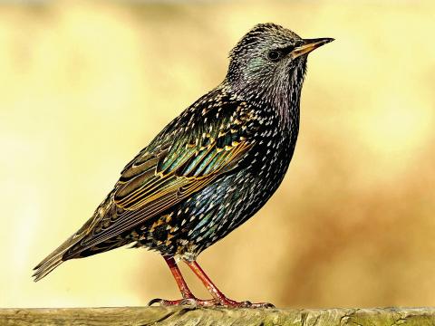 Mozart’s Darling Starling