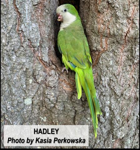 The Quaker Parrot – Wildlife or Pet?