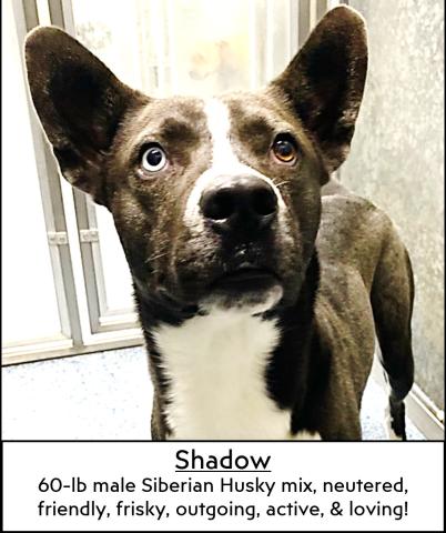 Shadow  60-lb male Siberian Husky mix, neutered, friendly, frisky, outgoing, active, & loving!