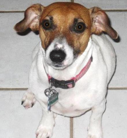 The Ponchatoula Times said goodbye to Maya, the unofficial mascot of our video broadcast partner, ALFAB 17, and the best friend of their owner, Tommy Hazlewood. Our hearts are with them both at this sad time of loss. RIP, Maya.