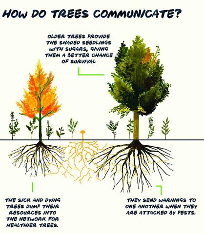 Mother Trees: How Trees Communicate