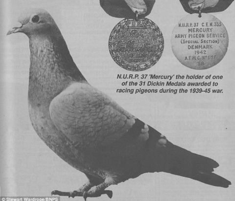 Alt Text for Image