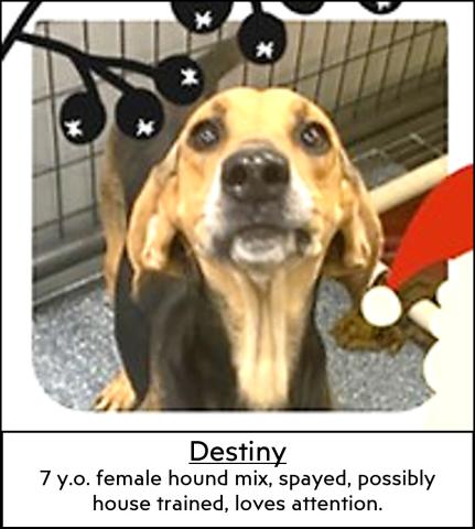 Destiny 7 y.o. female hound mix.,sayed, possibly house trained, loves attention.