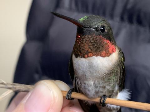 The Tiny yet Mighty Hummingbird