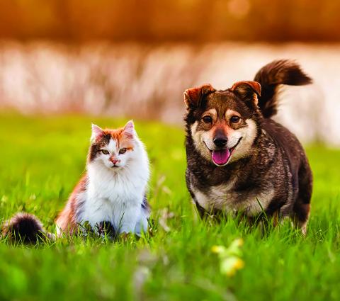 Summer Pet Safety