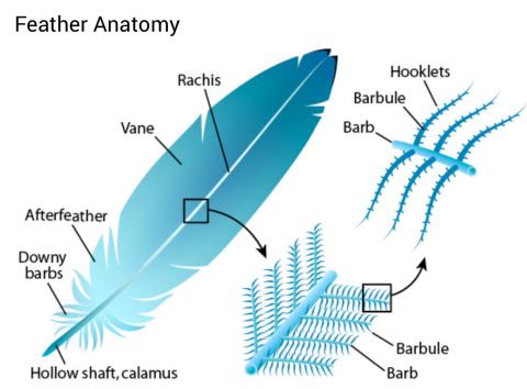 The Feather: