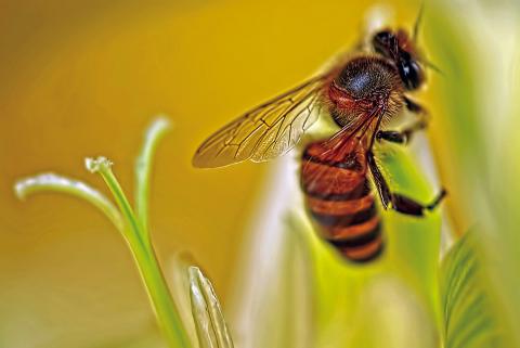 Bees: a Dying Breed