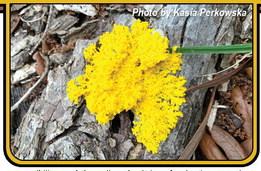 The Fascinating Slime Mold
