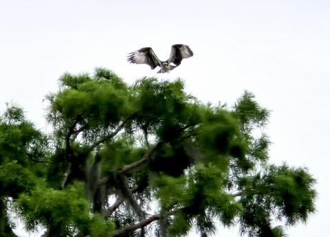 With a few flaps of its enormous wings, the osprey takes flight (Tangi Times Photo)