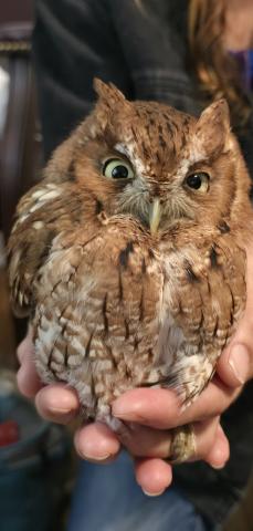 Eastern Screech Owl (Tangi Times photo)