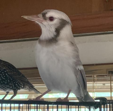 Kokopelli, my leucistic blue jay