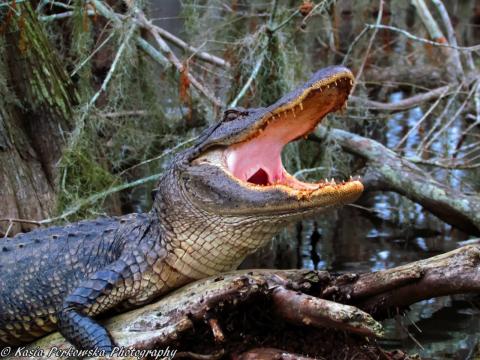 The North American Alligator