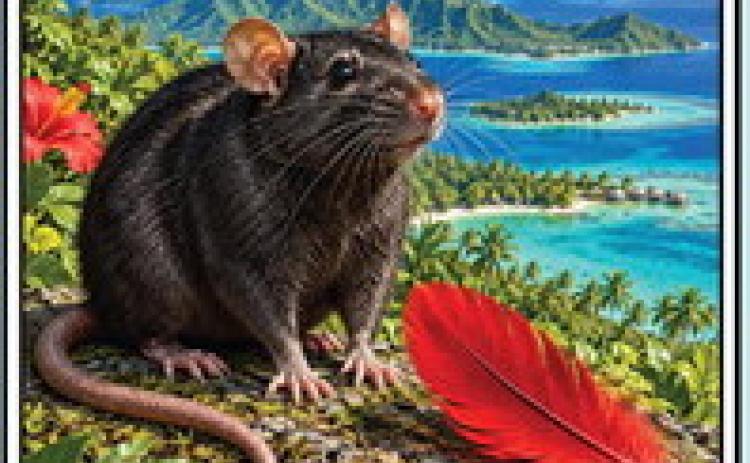 Of Red Feathers and Black Rats
