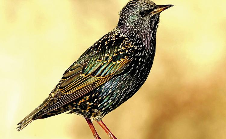 Mozart’s Darling Starling