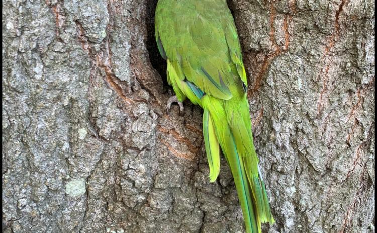The Quaker Parrot – Wildlife or Pet?