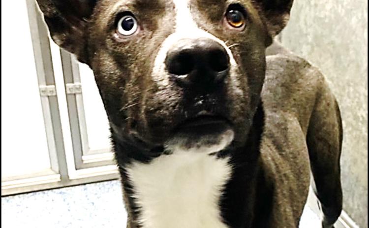 Shadow  60-lb male Siberian Husky mix, neutered, friendly, frisky, outgoing, active, & loving!