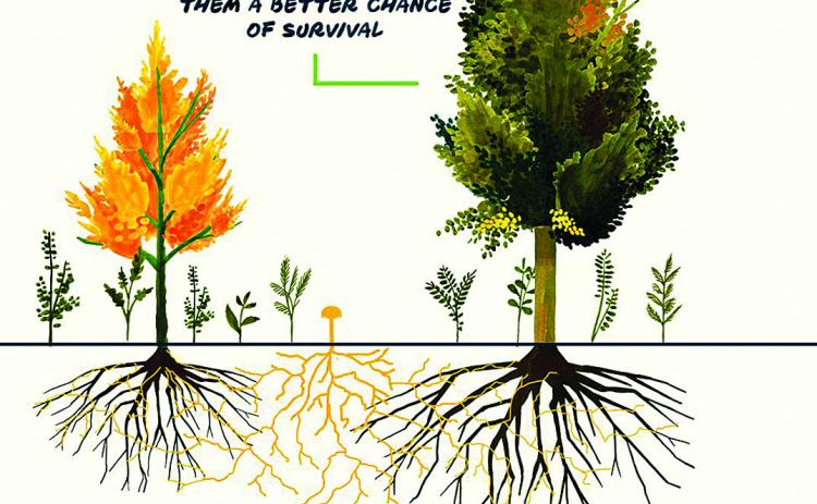 Mother Trees: How Trees Communicate