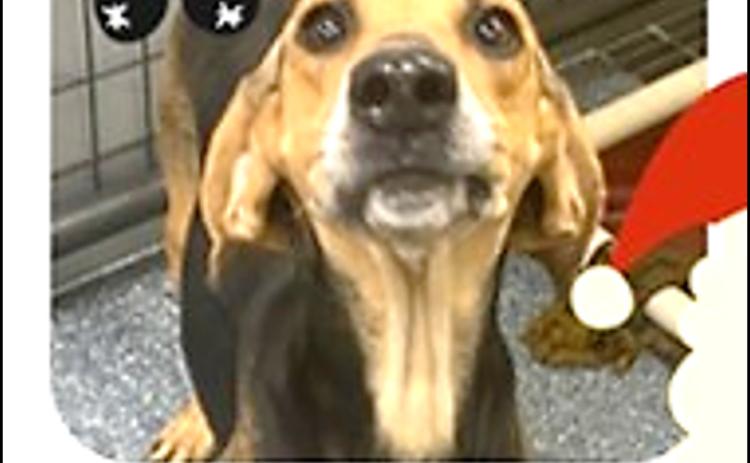 Destiny 7 y.o. female hound mix.,sayed, possibly house trained, loves attention.