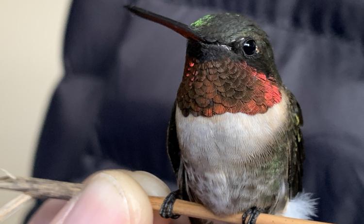 The Tiny yet Mighty Hummingbird