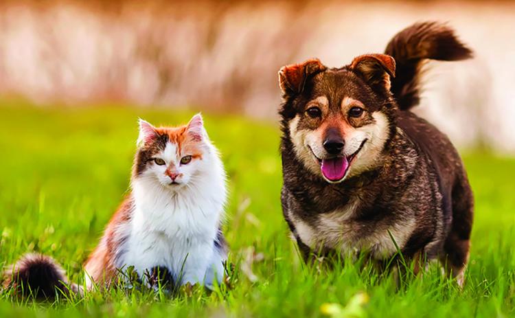 Summer Pet Safety
