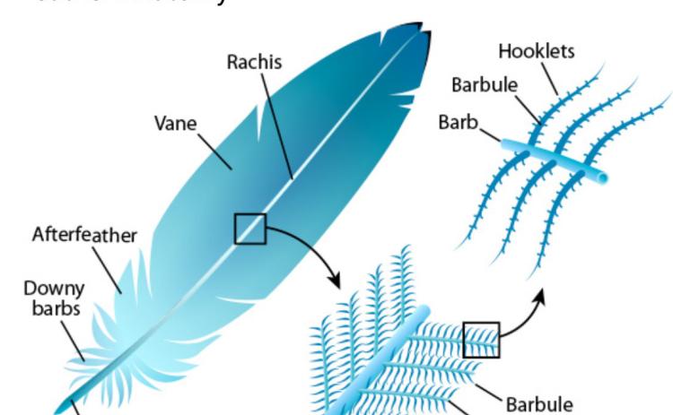 The Feather: