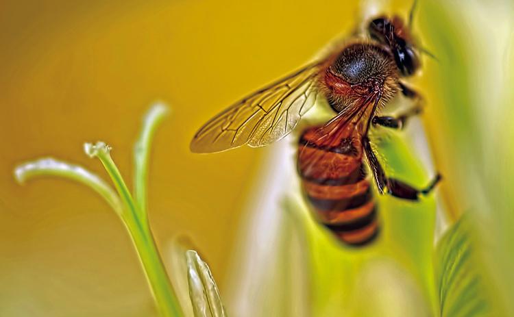 Bees: a Dying Breed