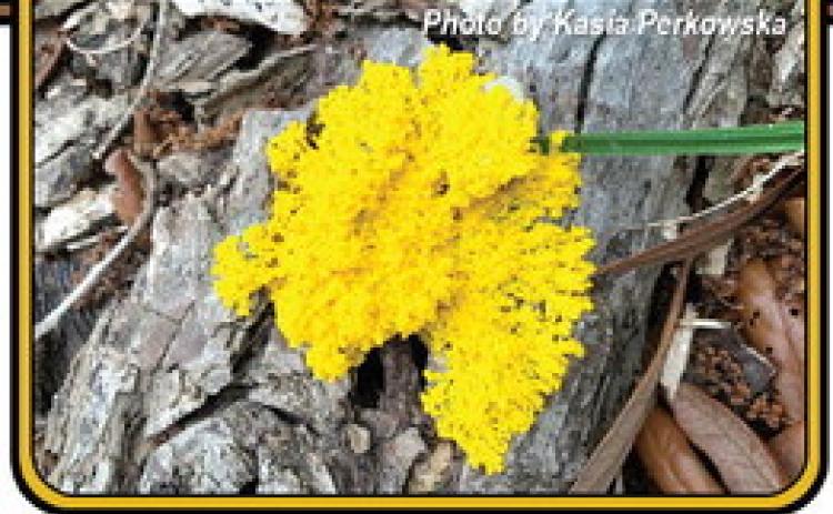 The Fascinating Slime Mold