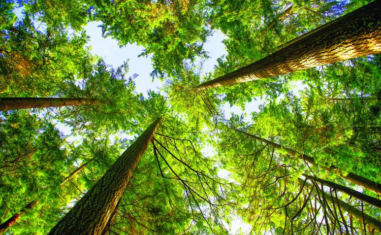 The Origins of Earth Day