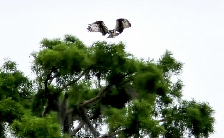 With a few flaps of its enormous wings, the osprey takes flight (Tangi Times Photo)