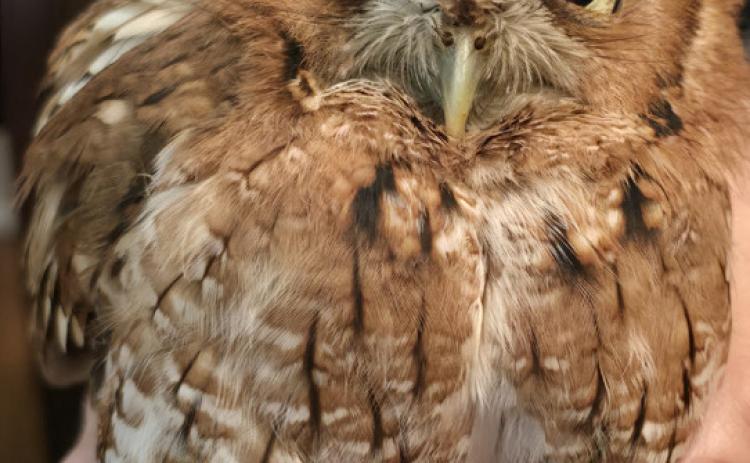 Eastern Screech Owl (Tangi Times photo)