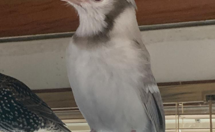 Kokopelli, my leucistic blue jay