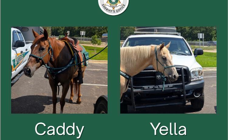 Mounted Division Captures Shoplifter during Store Opening Event