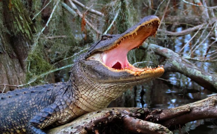 The North American Alligator